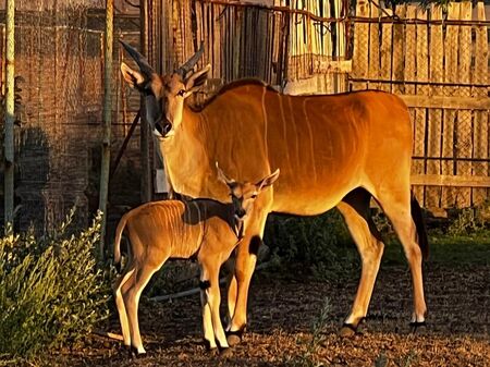 42 бебета се родиха и излюпиха за 6 дни в Зоопарк Бургас