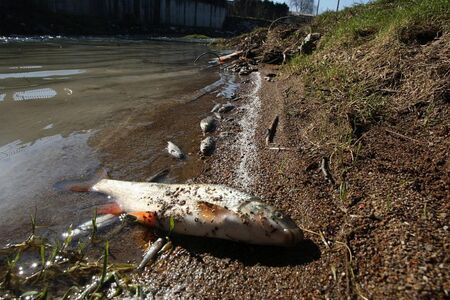 Мъртва риба изплува в река Девинска, причината - предприятие за бутилиране на минерална вода