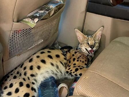 Семейство изгуби в Лозенец африканска дива котка, отглеждана като домашен любимец