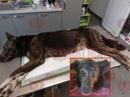 Куче, обляно в кръв, оцеля след тежка операция в Бургас