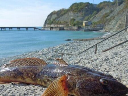 Рибата в Черно море ще бъде сварена, предрекъл Нострадамус