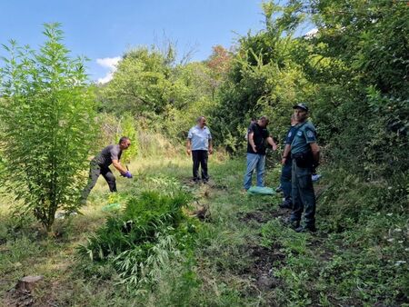 Унищожават 100 дка ниви с канабис в Бургаско, Петрич, Струмяни и Златарево