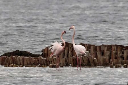 Есенни атракции и рекорд във водоема: 4000 розови фламинги в Атанасовското езеро