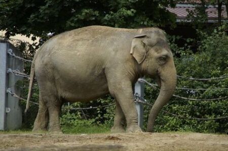 Бойци убиха и изядоха слон, избягал от парк в Конго
