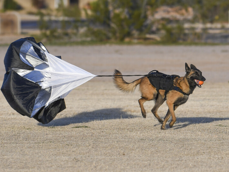 Спускат с парашут полицейски кучета в труднодостъпни райони в Турция