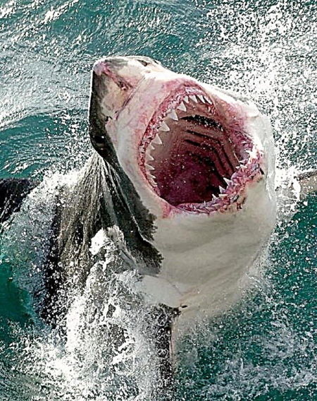 Австралийските власти издирват сърфист, чието тяло е видяно в устата на акула