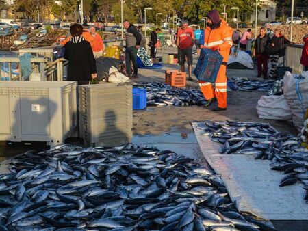 Рибата в Черно море изчезва, алармира учен от БАН