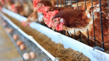 Заради птичи грип умъртвяват 20% от кокошките в страната