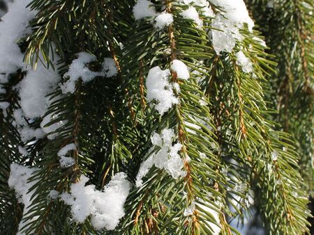 Как да разпознаем дали Коледната елха е ела, бор или смърч?