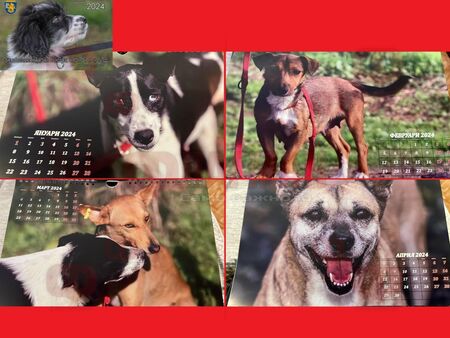 С благотворителни календари събират пари за приюта за безстопанствени кучета в Бургас