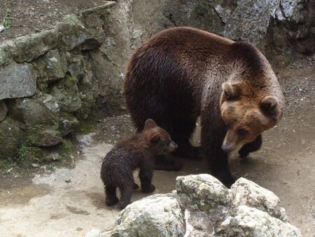 Ще изселят ли мечките от зоопарка в Айтос?