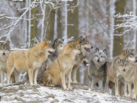 ЕК се готви да разреши лова на вълци