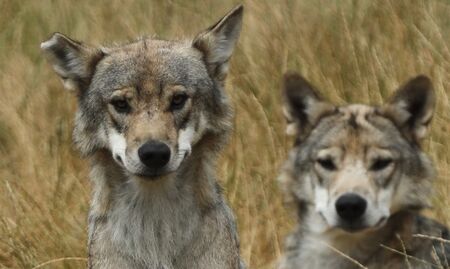 Вълкът ще загуби статута си на "строго защитен" в Европа
