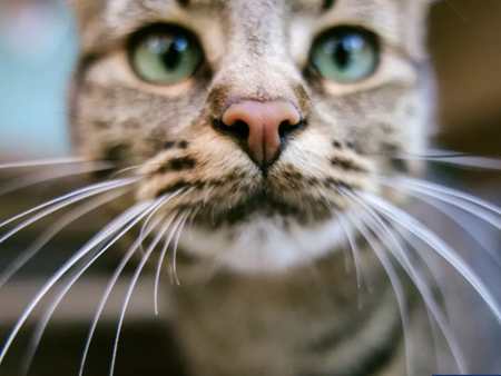 14-годишна котка постави рекорд на Гинес за най-силно мъркане