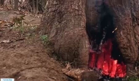 Деца подпалиха с пиратки дърво в Пловдив