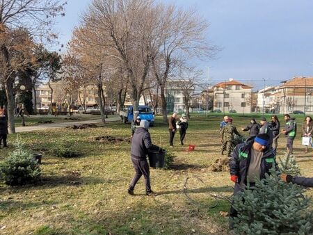 В Поморие дават втори живот на коледните елхи