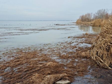 Мъртви водорасли в различна фаза на гниене са причината за