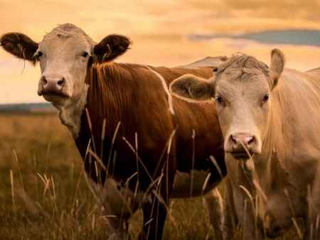 В Китай клонираха успешно застрашени породи говеда