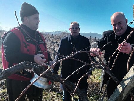 В Черноморец зарязаха лозята