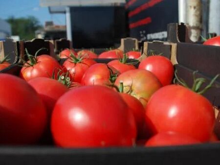 Вижте какви шашми правят вносители с доматите