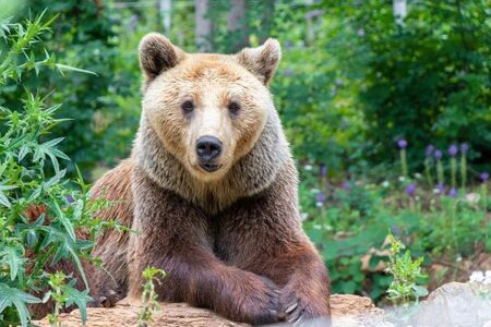 Горско в Родопите иска разрешение да убие проблемна мечка, редно ли е?