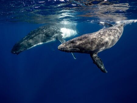 Учени са открили как китовете пеят и огласят океана