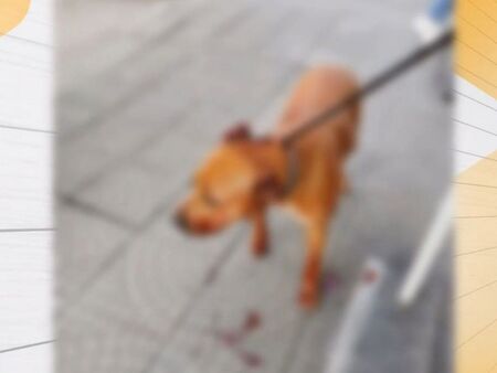 Пиян мъж преби дашното си куче, наряза го с макетен нож