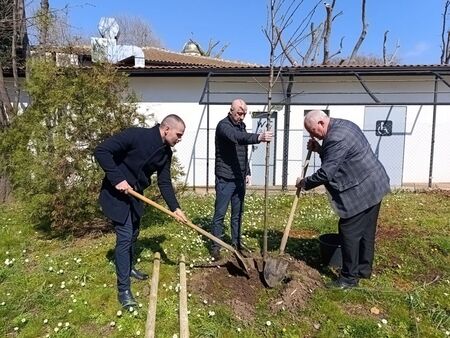 Мащабна залесителна акция в Созопол, кметът Тихомир Янакиев пръв се включи