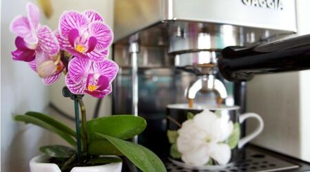 Никога няма да изхвърлите утайката от кафе, ако знаете какви чудеса върши с орхидеята у дома