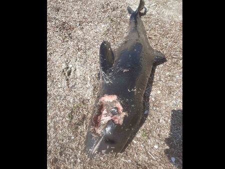 Морето изхвърли мъртъв делфин на плажа в Поморие