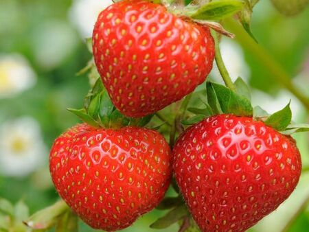 Българската ягода три пъти по-скъпа от гръцката