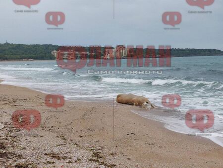 Морето край Шофьорския плаж изхвърли трупа на мъртва крава