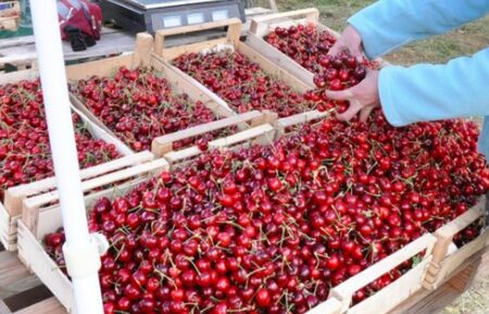 Съпругата на Пламен Бобоков блесна в галерията на Ники Младжов (СНИМКИ)