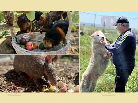 Вижте как зарадваха животните за празника Животните в зоопарк Бургас