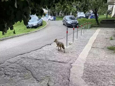 Вижте къде в Бургас да изкарате курс за оръжие или да постреляте за удоволствие