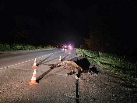 Извънредно! Ауди се заби в кобила по пътя Слънчев бряг-Поморие (СНИМКИ)