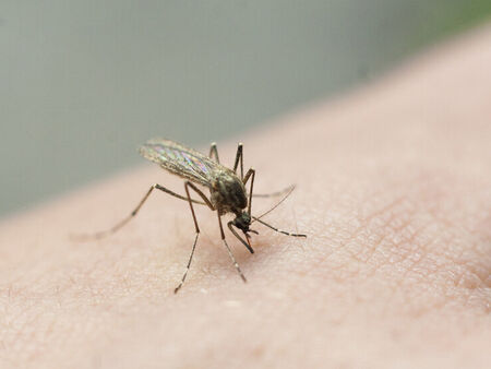 ГМО комари се включват в борбата срещу маларията