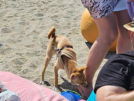 500 лв. глоба в Бургас, ако си вземеш кучето с теб на плажа