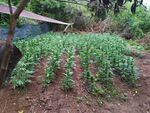 Откриха двор с марихуана край къщата на Ванга в Рупите