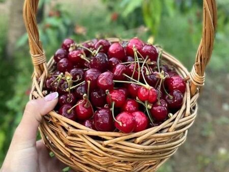 Избиратели малко, народът се юрна да бере череши