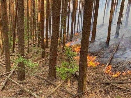 Екипи на ЮИДП се бориха с 10 горски пожара през последните дни