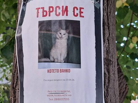Съдбата на „Котето Ванко“ развълнува бургазлии