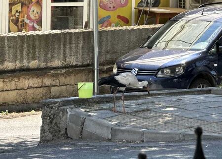 Щъркел бедства в кв. Ветрен