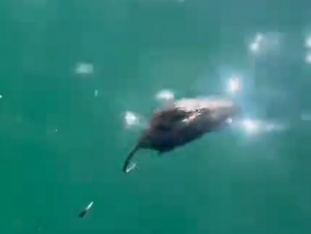 Вижте каква е причината Огромни плъхове се появиха във водата