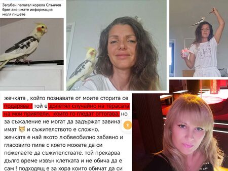 Пловдивчанка се жалва пред Флагман: Открих изгубения си папагал Чочо, но отказват да ми го върнат!