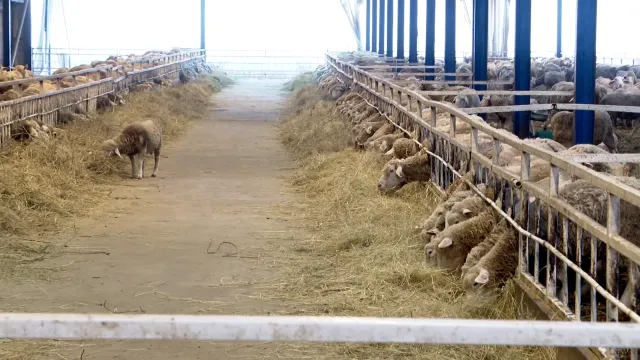 Животновъдите не знаят какво да правят сигнализират че са могли