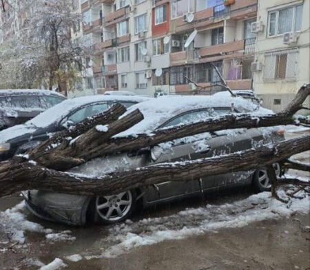 Дърво падна върху лек автомобил, собственичката ще съди Общината