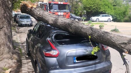 Дърво падна и премаза автомобил в София