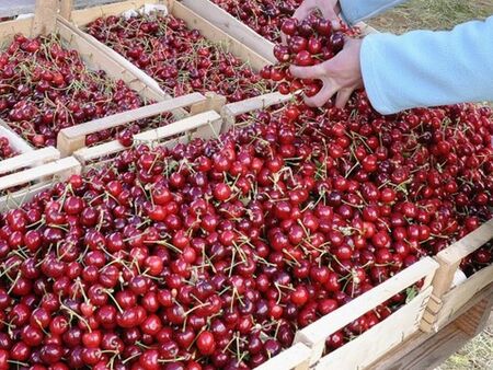 На Женския пазар изкараха първите череши, а цената...