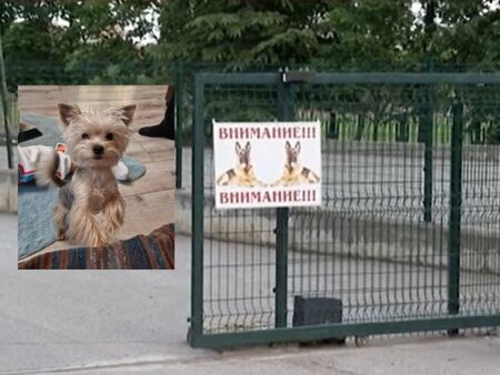 Кучета на Йордан Лечков почти разкъсаха йоркширски териер